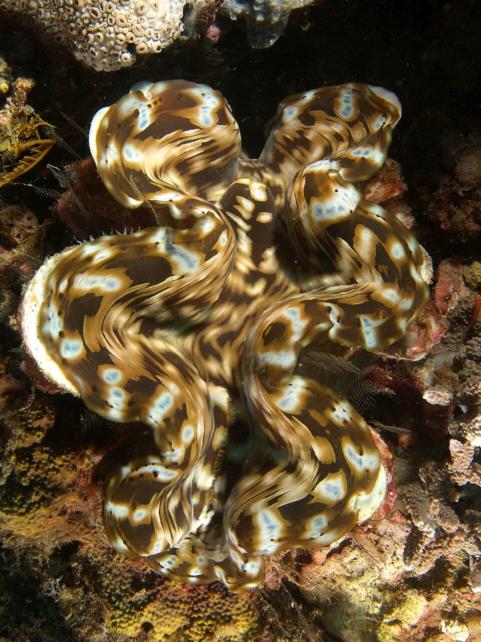 Squamosa Clam