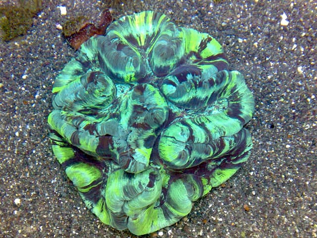 Wellsophyllia