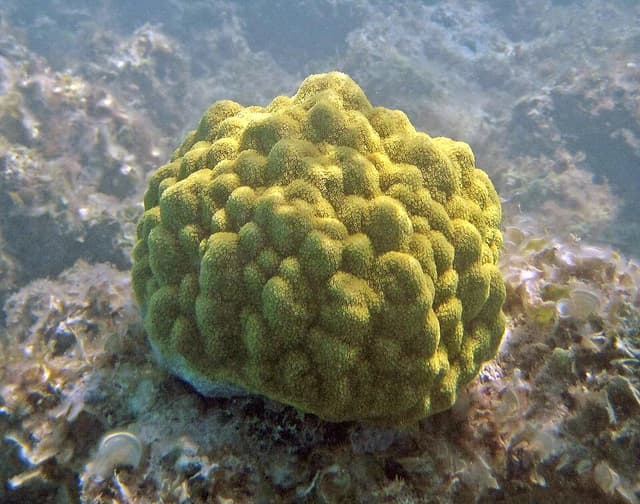Yellow Polyps