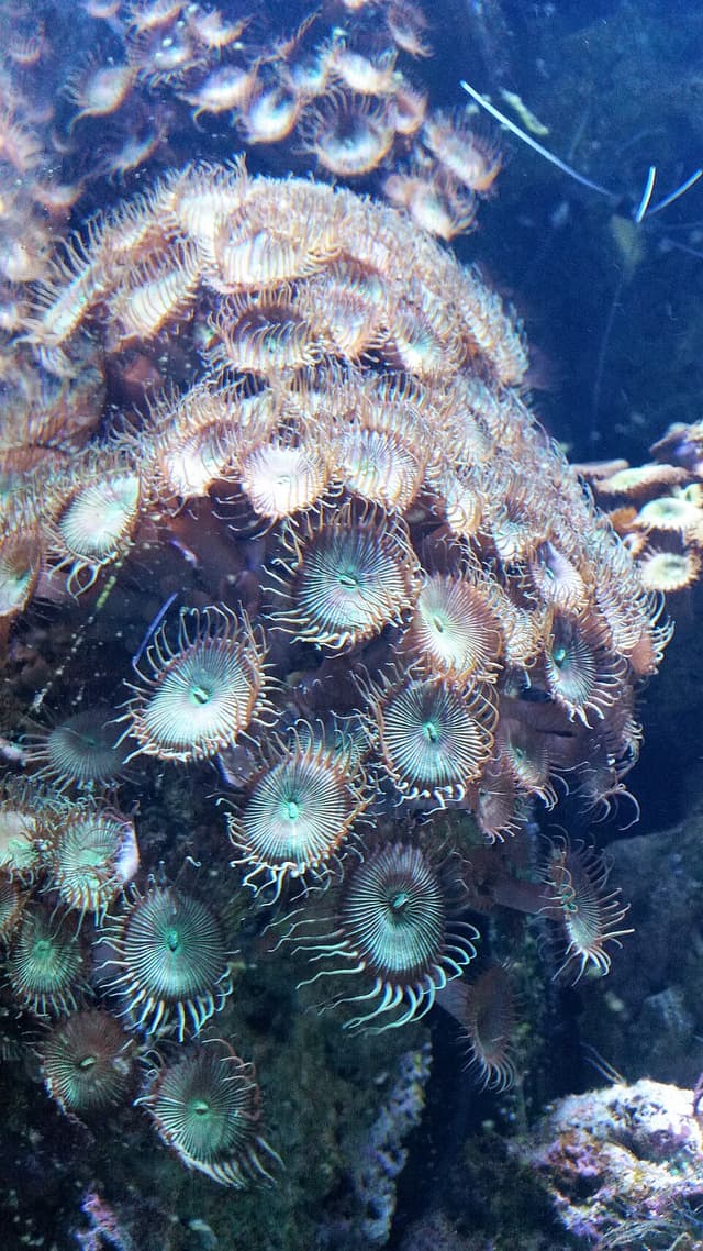 Zoanthids
