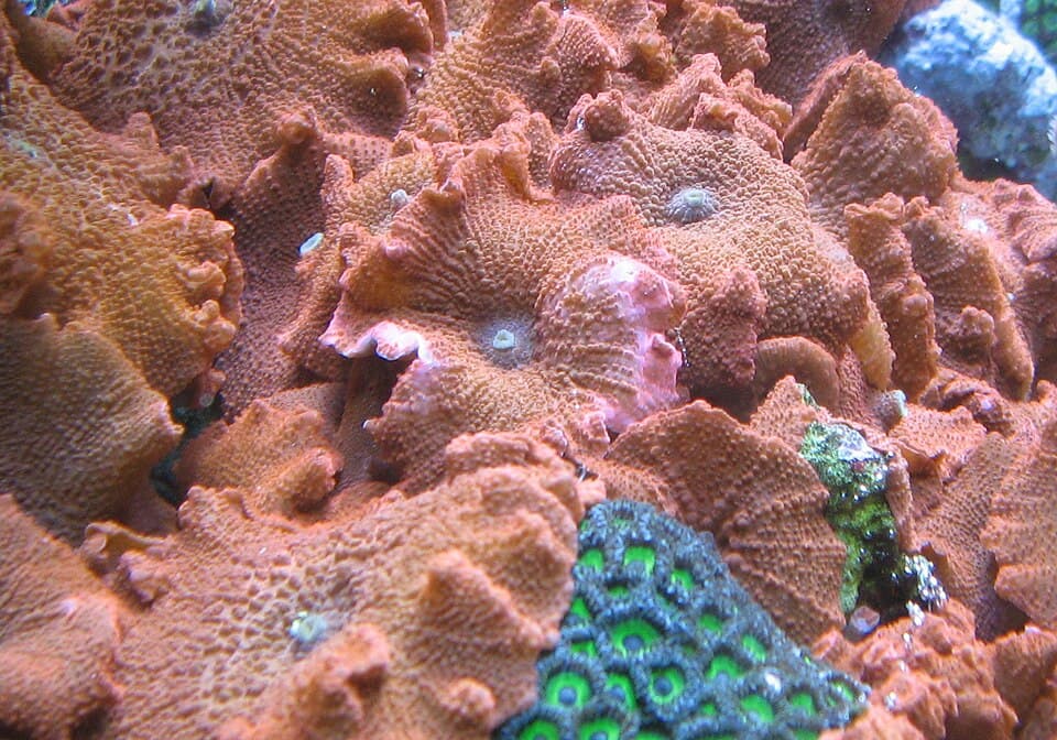 Zoanthids