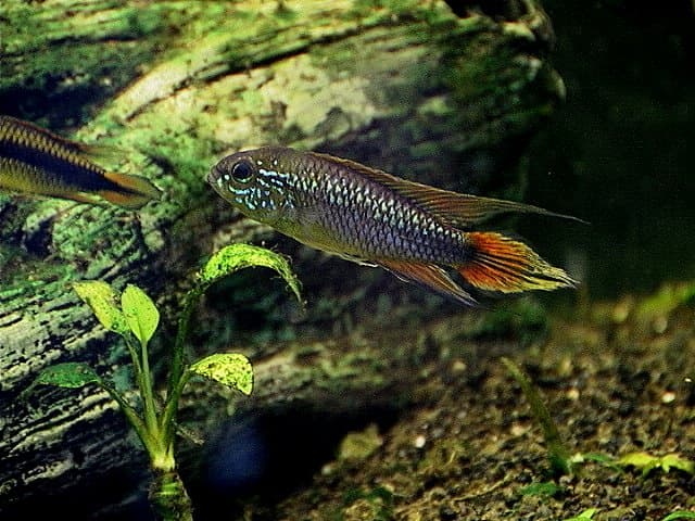 Agassizi's Dwarf Cichlid