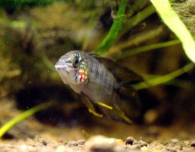 Borelli's Apisto