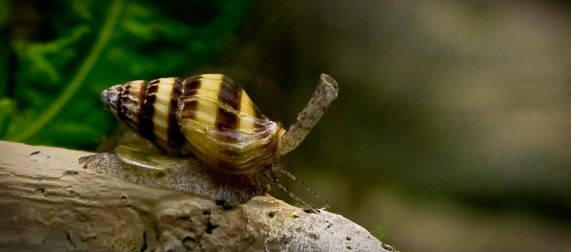 Assassin Snail