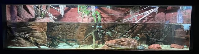 Australian Rainbowfish