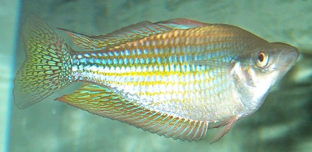 Australian Rainbowfish