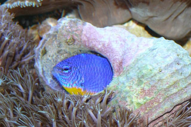 Azure Damselfish