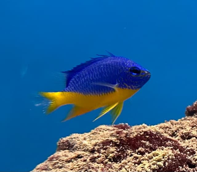 Azure Damselfish
