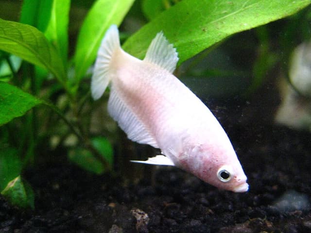 Female Betta