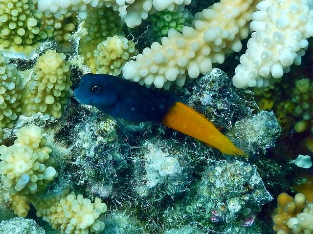 Bicolor Blenny