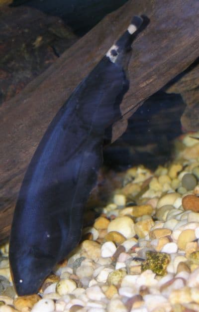 Black Ghost Knife