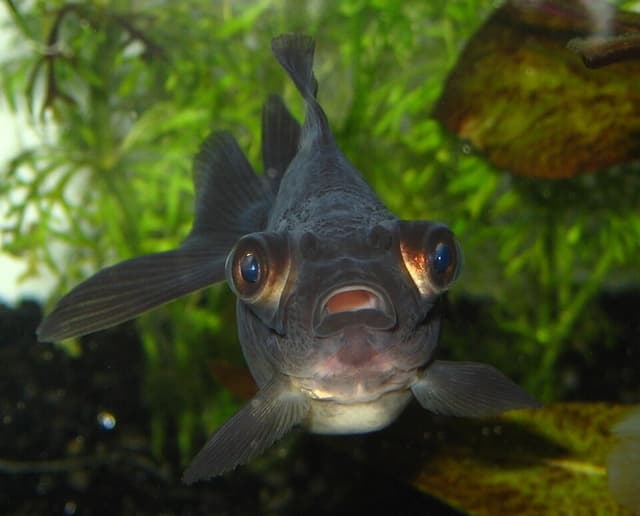Black Moor Goldfish