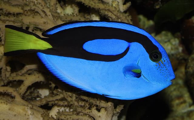 Blue Hippo Tang