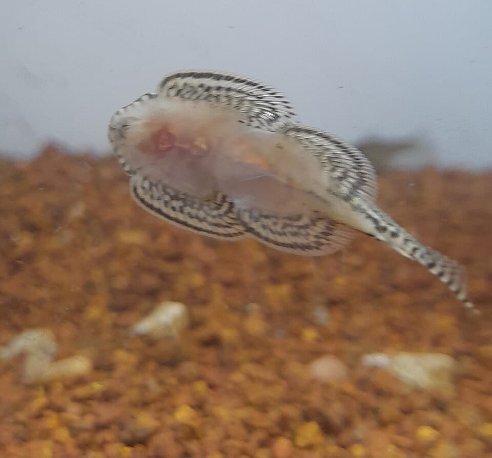 Borneo Sucker