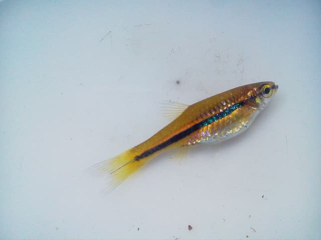 Brilliant Rasbora