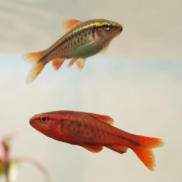 Cherry Barb