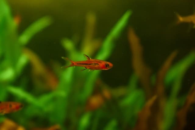 Chili Rasbora