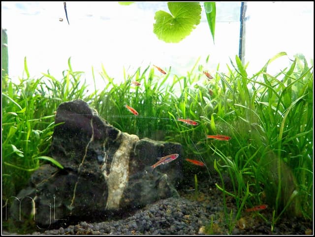 Chili Rasbora