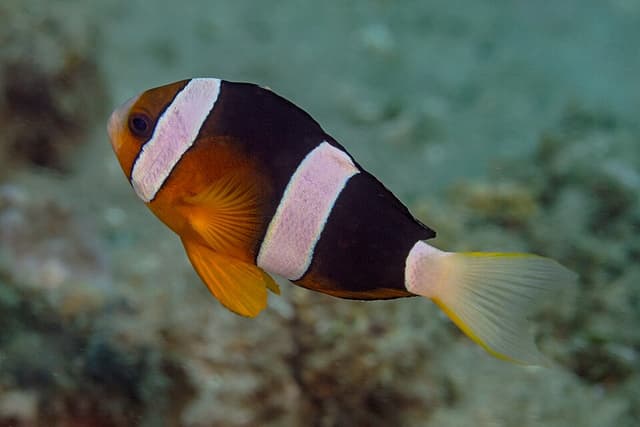 Clarkii Clownfish