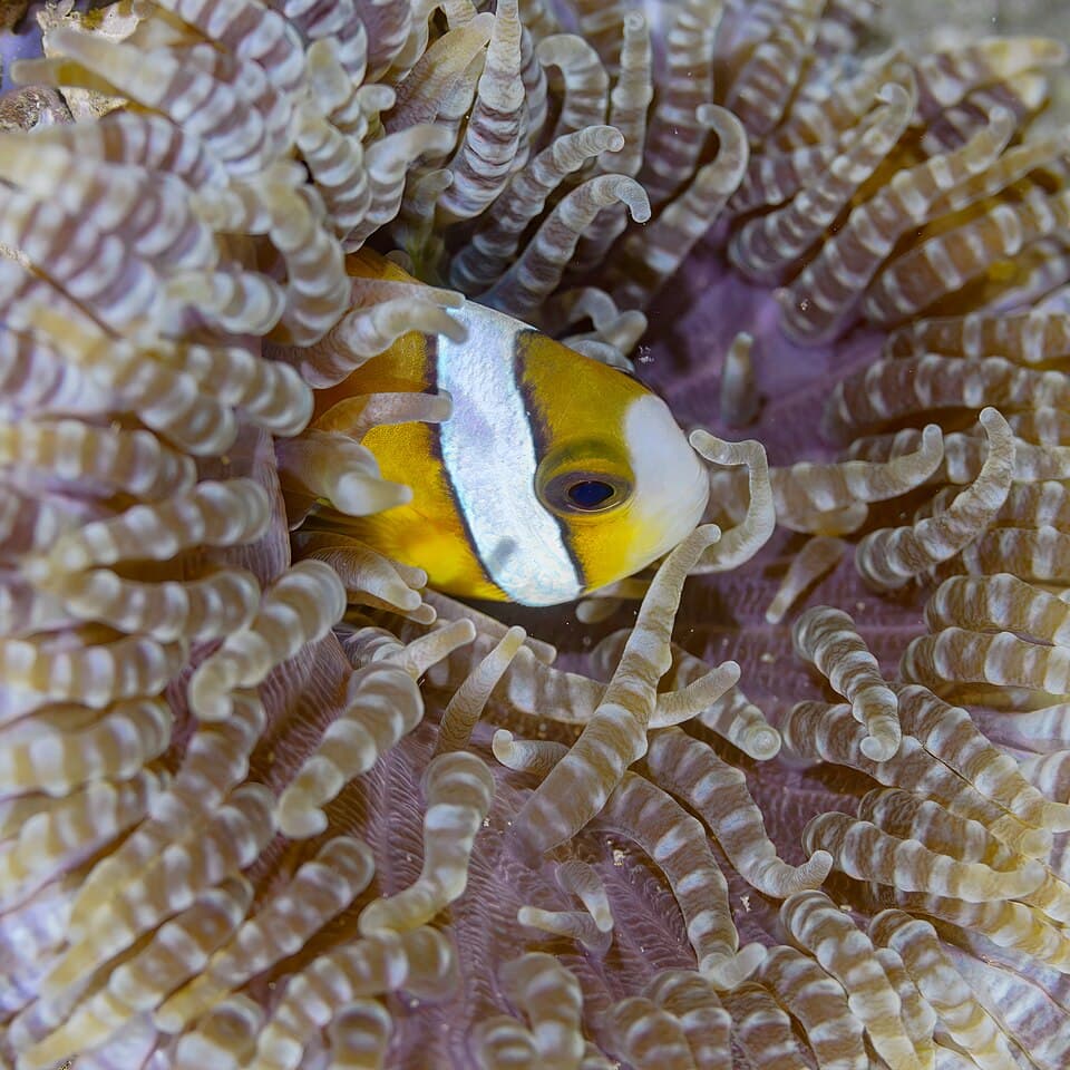 Clarkii Clownfish