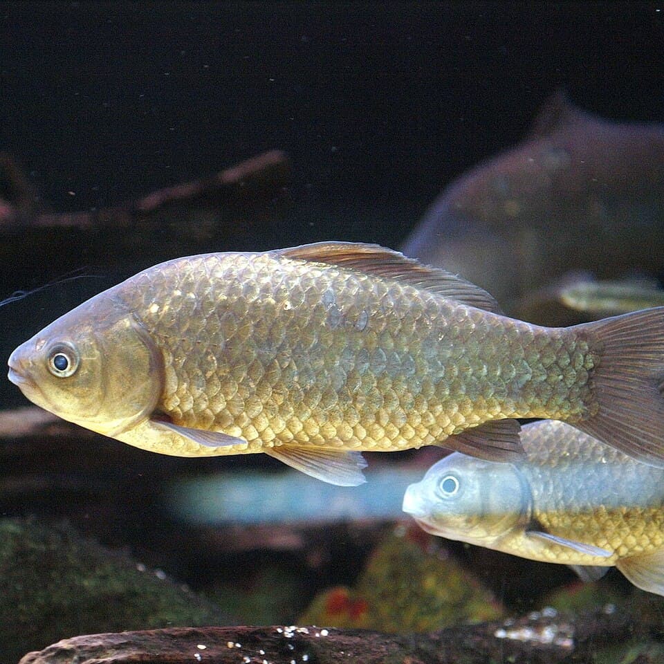 Common Goldfish