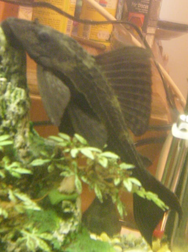 Common Pleco
