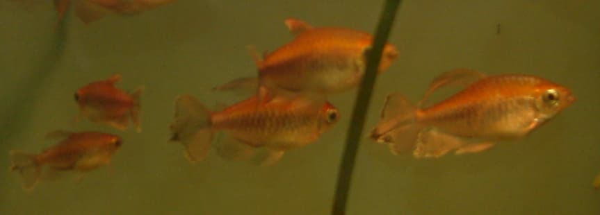Congo Tetra