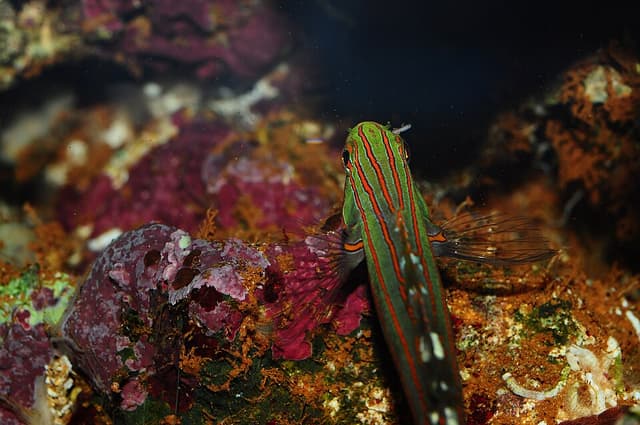 Court Jester Goby
