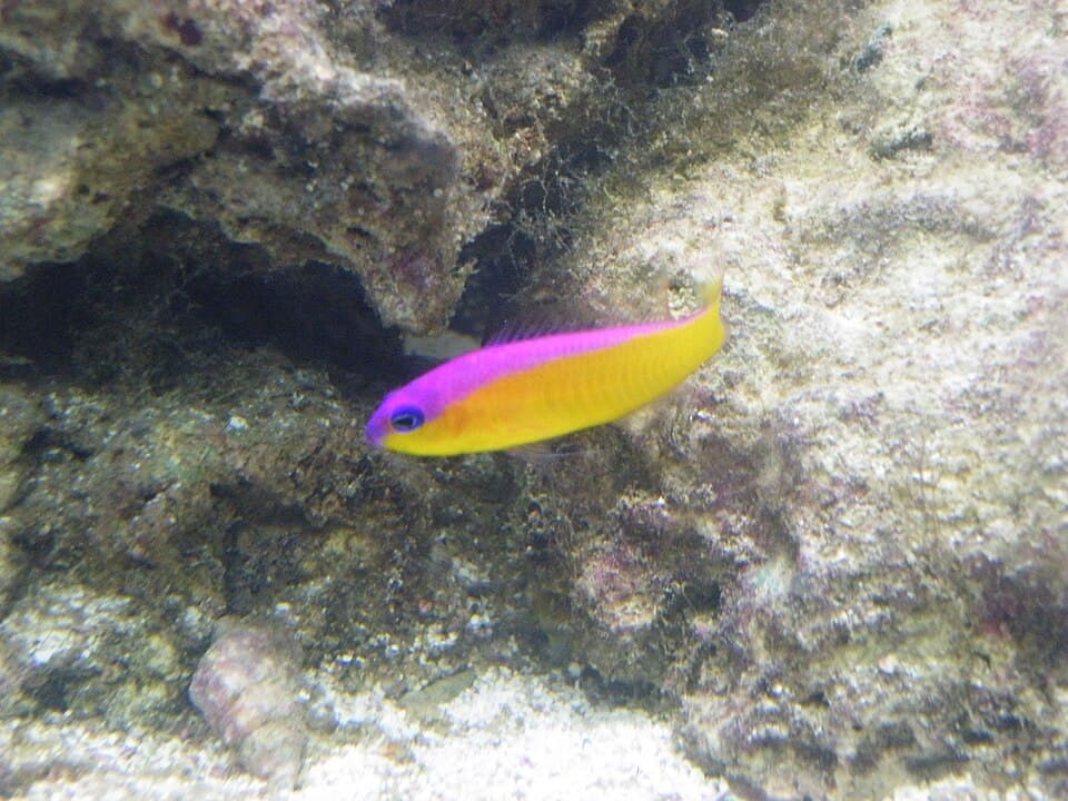 Diadema Dottyback