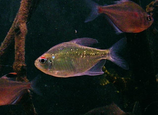 Diamond Tetra