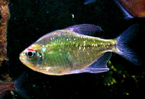 Diamond Tetra
