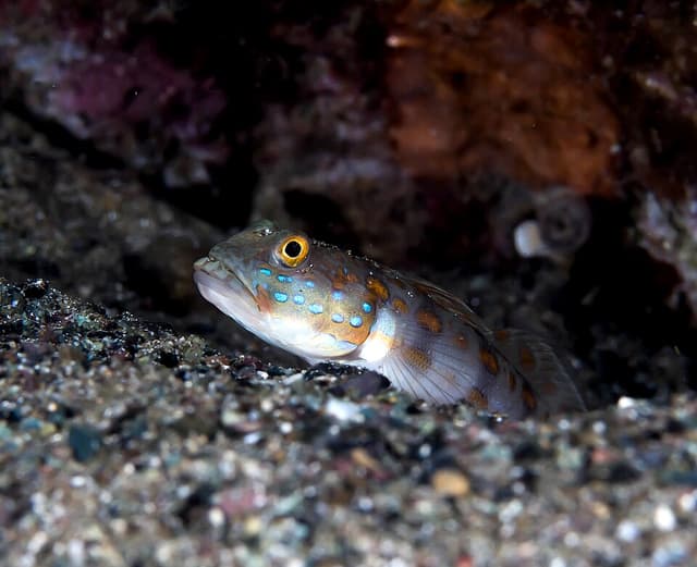 Diamond Watchman Goby