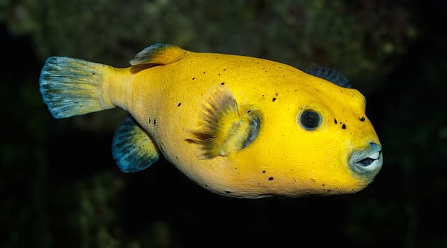 Dogface Puffer