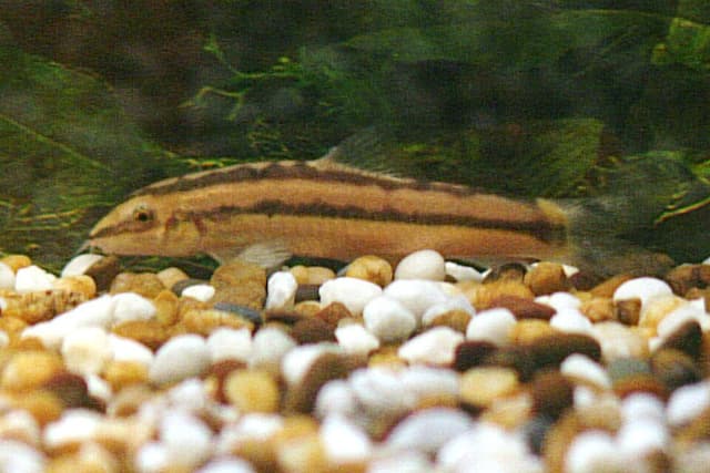 Dwarf Chain Loach