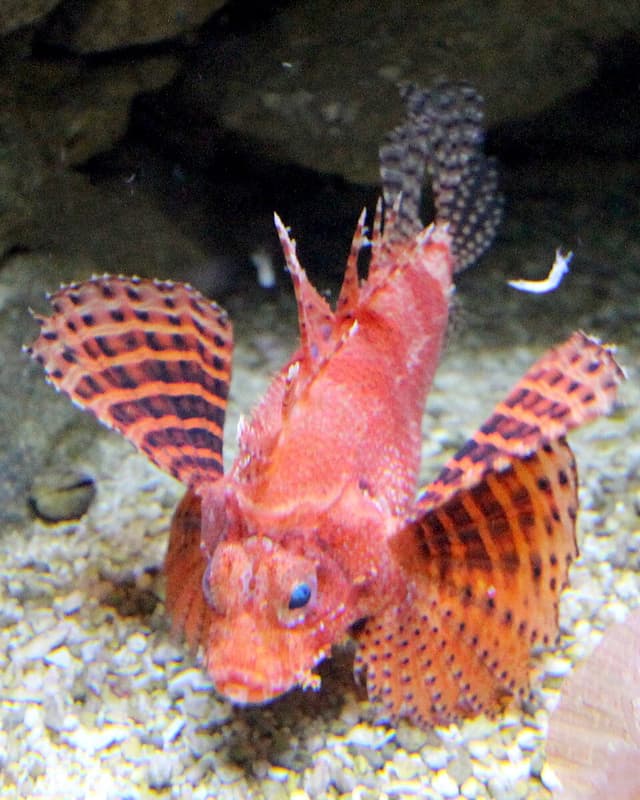 Dwarf Fuzzy Lionfish