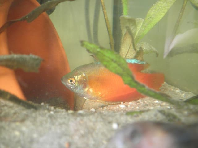 Dwarf Gourami