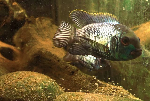 Electric Blue Acara