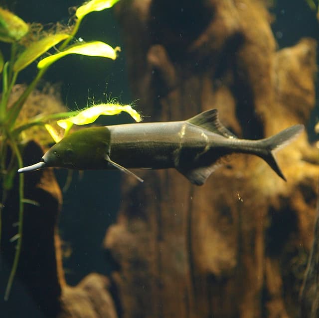 Elephant Nose Fish