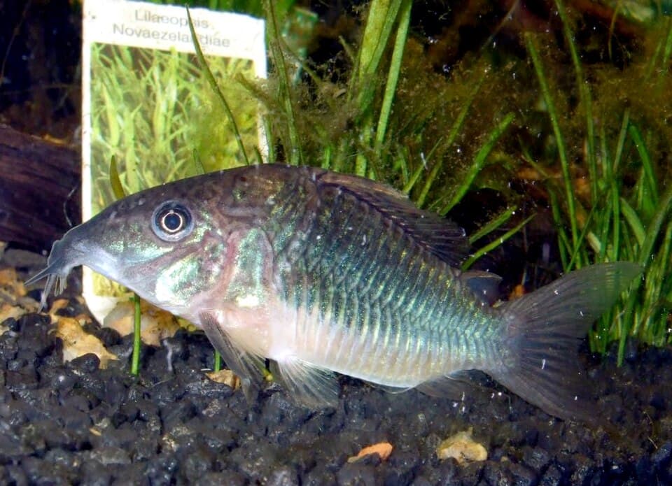 Emerald Green Cory