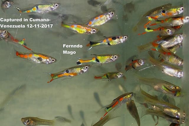 Endler's Livebearer