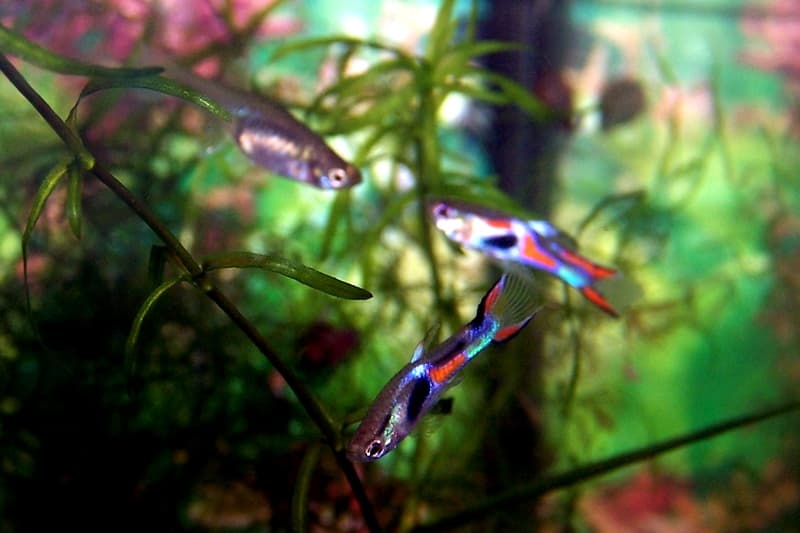 Endler's Livebearer