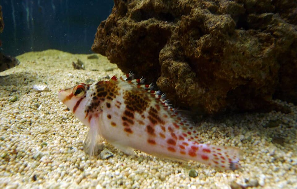 Falco Hawkfish