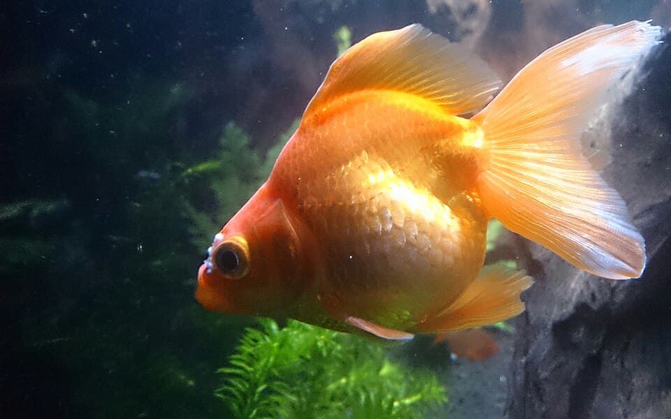 Fantail Goldfish