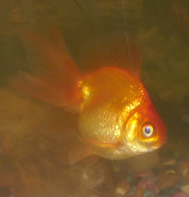 Fantail Goldfish