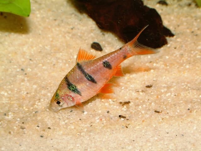 Five-Banded Barb
