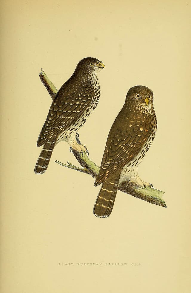 Five-Banded Barb