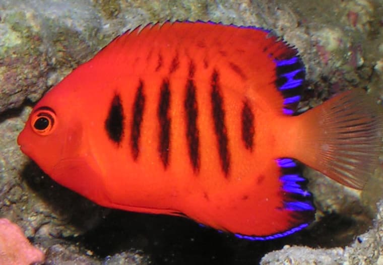 Flame Angelfish