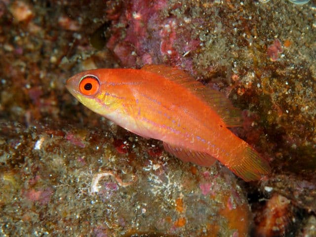 Carpenter's Flasher Wrasse