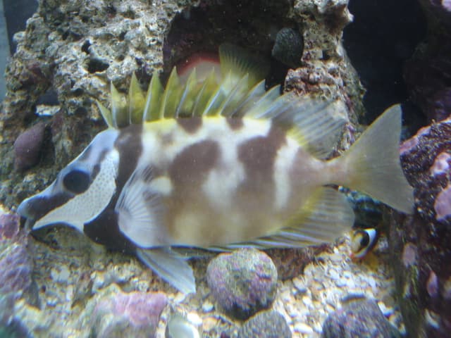 Foxface Rabbitfish