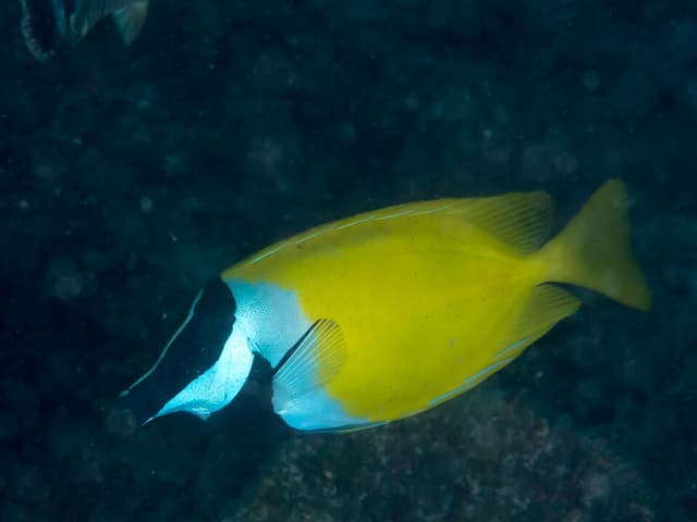 Foxface Rabbitfish